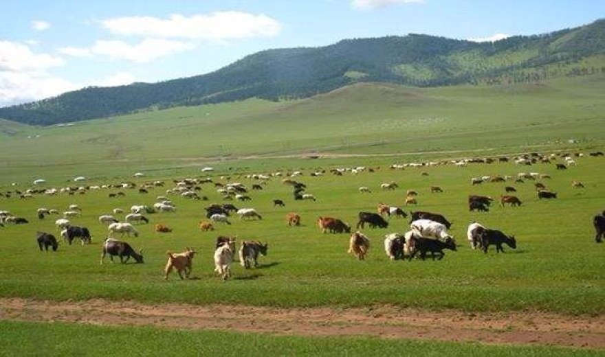 Mountain sheep in tibet
